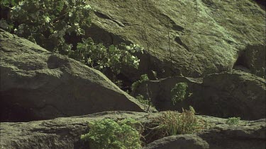 Rock Parrot fluttering on the rocks