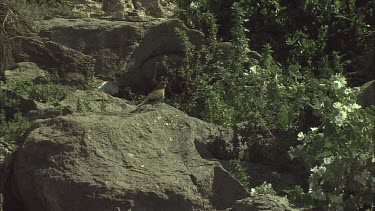 Rock Parrot perched on a rock