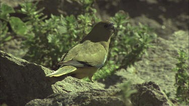 Rock Parrot perched on a rock