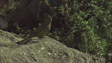 Rock Parrot perched on a rock