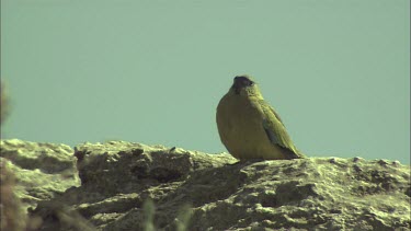 Rock Parrot perched on a rock