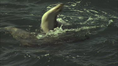 Australian Sea Lion swimming at the surface