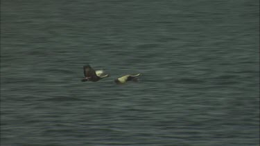 Pair of Cape Barren Goose in flight over the ocean