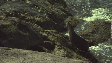 Australian Sea Lion washed off the rocky shore