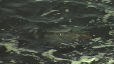 Australian Sea Lion swimming at the surface