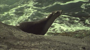 Australian Sea Lion washed off the rocky shore