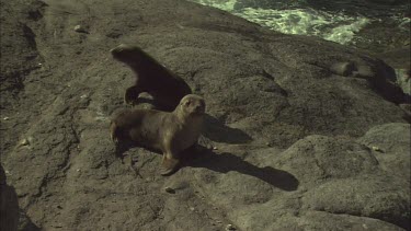 Pair of Australian Sea Lions waddling on shore