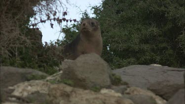 Australian Sea Lion pups on shore