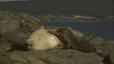 Australian Sea Lion pup nursing