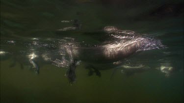 Pelican's webbed feet underwater