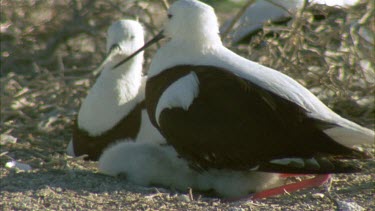 Pair of Banded Stilts