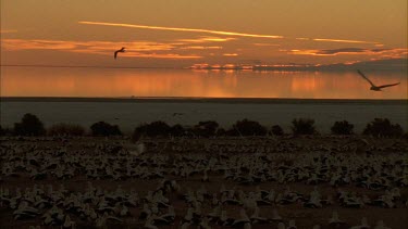 Flock of Banded Stilts at sunset
