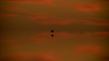 Flock of pelicans flying at sunset