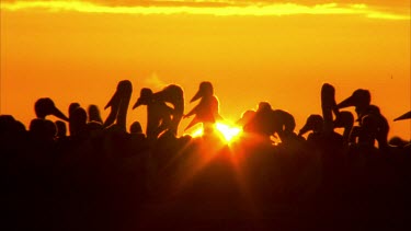 Flock of Pelicans at sunset