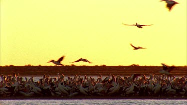 Flock of Pelicans at sunset