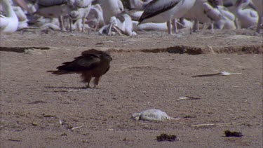 Brown Falcons, Pelicans, and Gulls on a beach