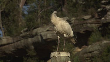 Australian White Ibis