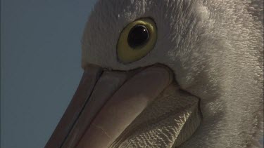 Pelican head close up