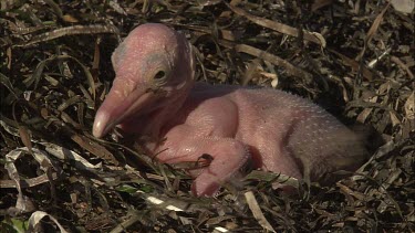 Pelican hatchling and dead hatchling