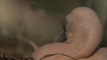 Close up of Pelican hatchling head