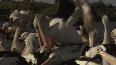 Pelicans Breeding