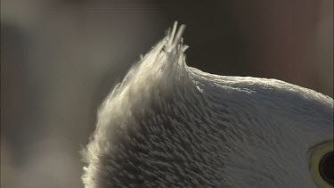 Close up of a Pelican head