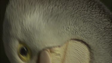 Close up of Pelican head