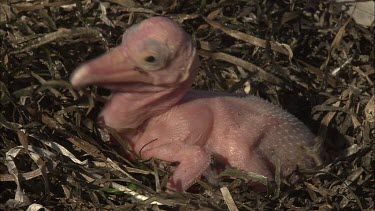 Pelican hatchling and dead hatchling