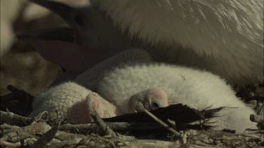 Young Pelican in the nest