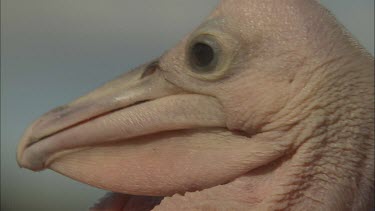 Close up of Pelican hatchling head