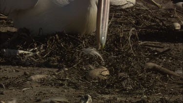 Pelican adjusts egg in nest