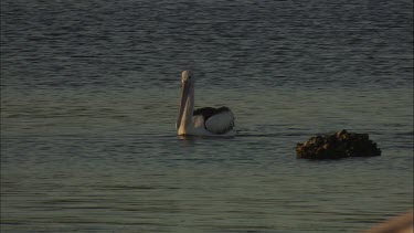 Pelican swimming