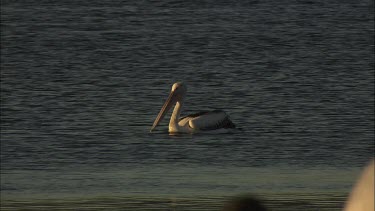 Pelicans swimming and preening