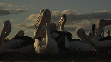 Pelican colony