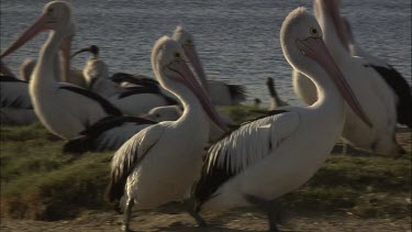 Pelican colony