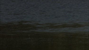 Pelicans bill clapping and shadowing female