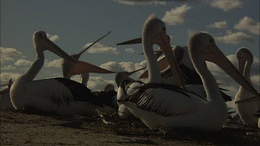 Pelican colony