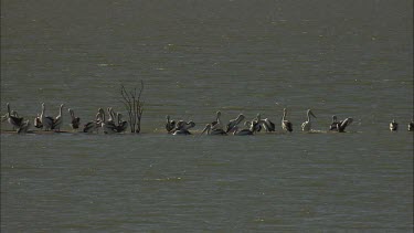 Flock of Pelicans on a sand bar