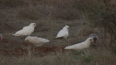 Little Corellas and Galahs feeding