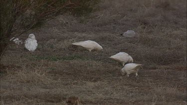 Little Corellas and Galahs feeding