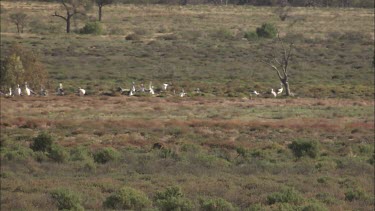 Flock of birds and kangaroo feeding from a distance