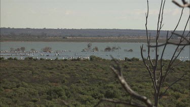 Large flock of Pelicans swimming