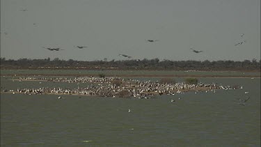 Pelicans and other birds in flight