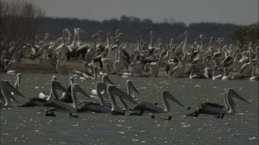 Flock of Pelicans swimming