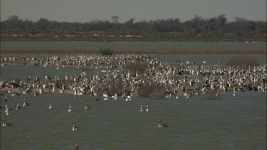 Pelican colony and Flock of Pelicans swimming