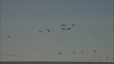 Flock of Pelicans in flight over water