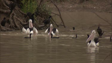 Pelicans and Little Black Cormorants swimming