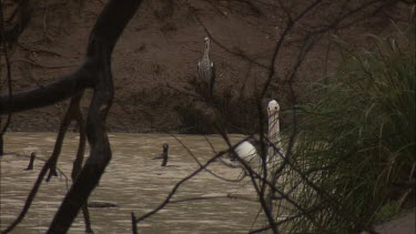 Pelicans and Little Black Cormorants swimming