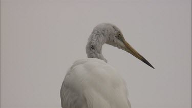 Close up of Egret in a tree