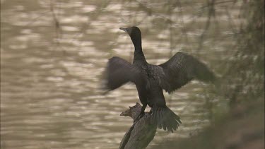 Little Black Cormorant drying wings then taking off